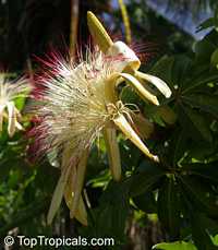 Bombax glabrum, Pachira aquatica, French Peanut, Malabar Chesnut, Guiana Chestnut, Provision Tree Bombax glabrum, Pachira aquatica, French Peanut, Malabar Chesnut, Guiana Chestnut, Provision Tree