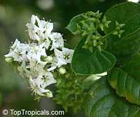 Ehretia sp.