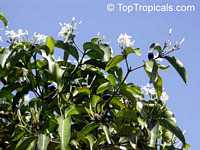 Kopsia arborea, Pin-mala Kopsia arborea, Pin-mala