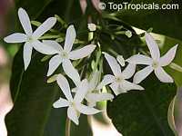 Kopsia arborea, Pin-mala Kopsia arborea, Pin-mala