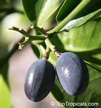 Kopsia arborea, Pin-mala Kopsia arborea, Pin-mala