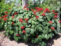 Clerodendrum speciosissimum, Clerodendrum fallax, Clerodendrum japonicum, Java Glorybower, Clerodendron