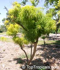 Euodia ridleyi, Evodia