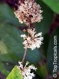 Phaleria perottetiana, Phaleria