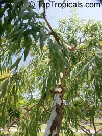Eucalyptus sp., Eucalyptus