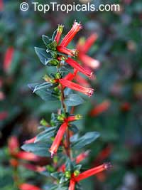 Cuphea sp., Cigarette Plant