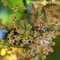 Pseudospondias microcarpa, African Grape