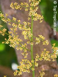 Pseudospondias microcarpa, African Grape