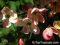 Cassia fistula x javanica, Cassia fistula x grandis, Rainbow Shower