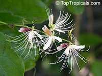 Capparis micracantha, Ņapertree, Chingchee Capparis micracantha, Ņapertree, Chingchee