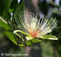 Capparis erythrocarpus, Pitipiti, Apana, Patahofuo Capparis erythrocarpus, Pitipiti, Apana, Patahofuo