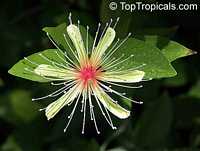 Capparis erythrocarpus, Pitipiti, Apana, Patahofuo Capparis erythrocarpus, Pitipiti, Apana, Patahofuo