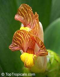 Costus malortieanus, Stepladder Ginger