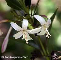 Exostema nitens, Exostema coriaceum