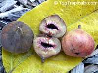 Ficus racemosa, Ficus glomerata, Cluster Fig