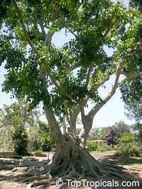 Ficus subcordata, Fairchilds Fig