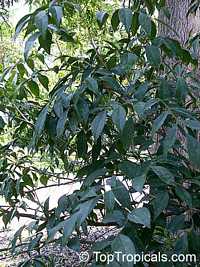 Picramnia pentandra, Florida Bitterbush, Bitter Bush