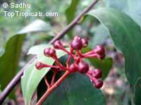 Eugenia sp., Gondo
