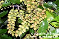Magnolia champaca, Michelia champaca, Joy perfume tree, Huang Yu Lan, Safa