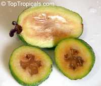 Feijoa sellowiana, Acca sellowiana, Feijoa, Pineapple Guava, Guavasteen
