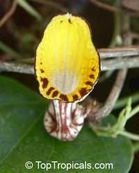 Aristolochia peruviana, Aristolochia
