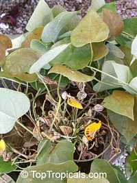 Aristolochia peruviana, Aristolochia