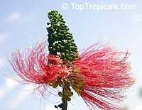 Calliandra calothyrsus