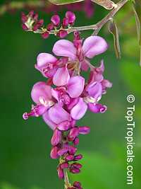 Securidaca diversifolia, Elsota diversifolia, Easter flower