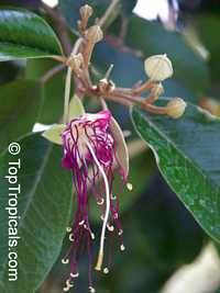 Capparis cynophallophora, Jamaica Caper Tree, Mustard Tree