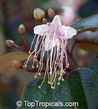 Capparis cynophallophora, Jamaica Caper Tree, Mustard Tree