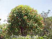Hamelia patens