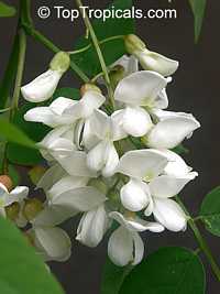 Robinia pseudoacacia, Black Locust, Common Locust, Yellow, White Locust