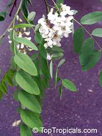 Robinia pseudoacacia, Black Locust, Common Locust, Yellow, White Locust