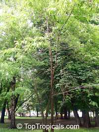 Robinia pseudoacacia, Black Locust, Common Locust, Yellow, White Locust