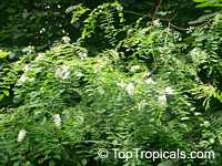 Robinia pseudoacacia, Black Locust, Common Locust, Yellow, White Locust