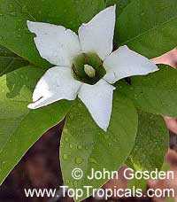 Gardenia hydrophila, Kailarsenia hygrophila, Mok Luang, Candlestick plant Gardenia hydrophila, Kailarsenia hygrophila, Mok Luang, Candlestick plant