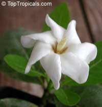 Gardenia brighamii, Native Hawaiian Gardenia Nau Gardenia brighamii, Native Hawaiian Gardenia Nau