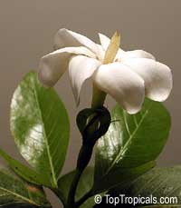 Gardenia brighamii, Native Hawaiian Gardenia Nau Gardenia brighamii, Native Hawaiian Gardenia Nau