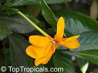 Gardenia gjellerupii