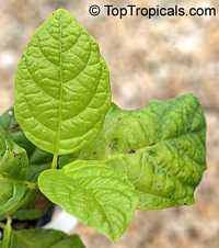 Calycanthus chinensis, Chinese Wax Shrub