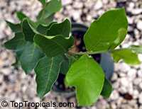 Combretum sp., Flame Creeper, Burning Bush