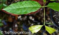 Gnetum gnemon, Melindjo