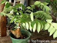 Phyllanthus mirabilis, Phyllanthodendron mirabilis, Phyllanthus