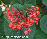 Clerodendrum speciosissimum - Java Glorybower Mary Jane

Click to see full-size image