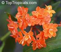Ixora congesta, Ixora griffithiana, Ixora Thai Flame