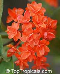 Ixora congesta, Ixora griffithiana, Ixora Thai Flame