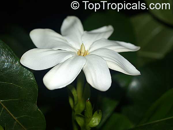 http://toptropicals.com/pics/garden/06/olymp0/P9070534.jpg