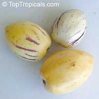 Solanum muricatum, Pepino Melon