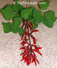 Erythrina sp., Coral Tree