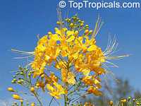 Caesalpinia lutea - Yellow Dwarf Poinciana, Bird of Paradise

Click to see full-size image